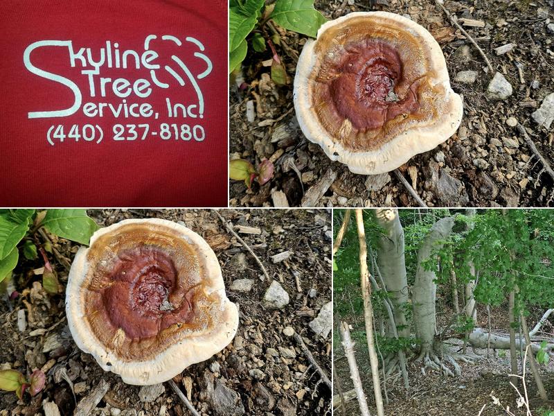 Skyline Tree Service Inc