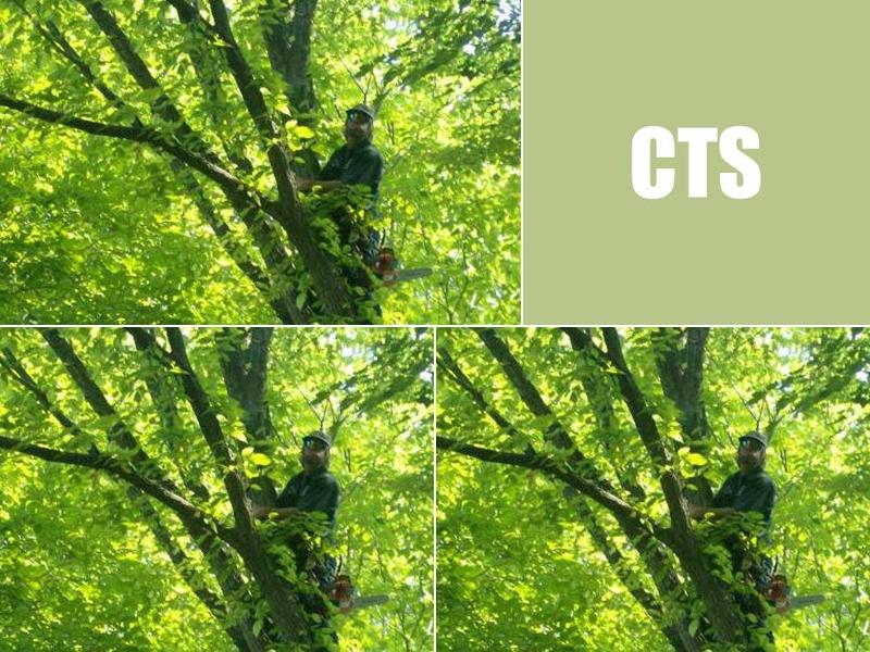 Cartwright Tree Service