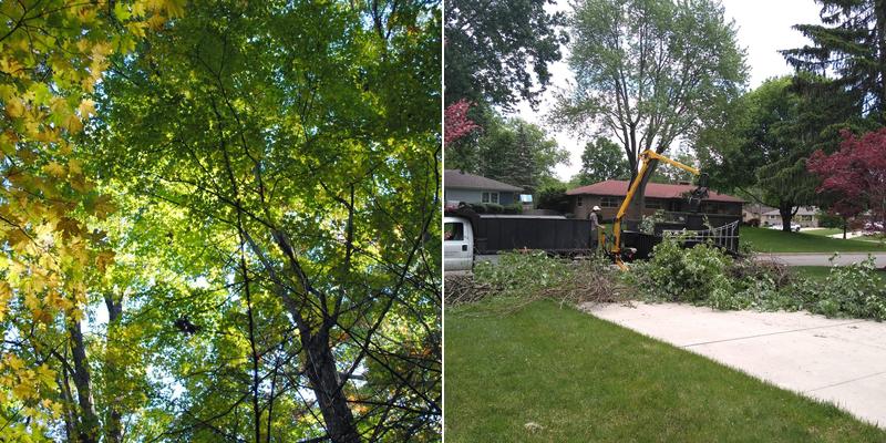 Ascher Tree Services LLC