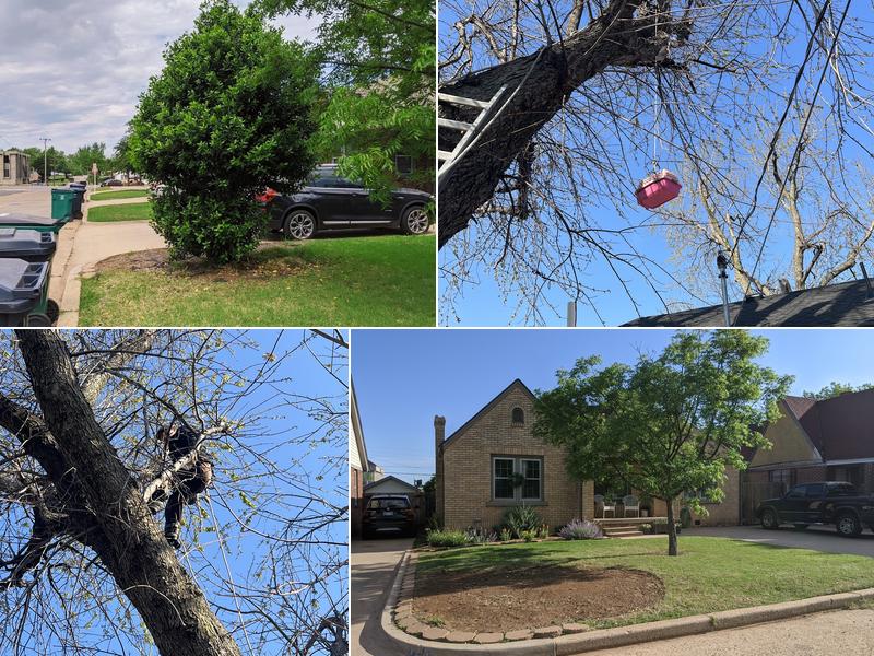 Bull's Tree Services