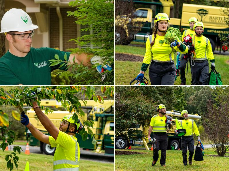 Bartlett Tree Experts