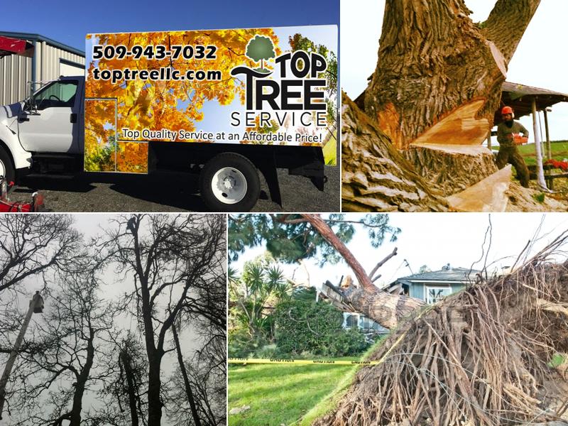 Top Tree Service