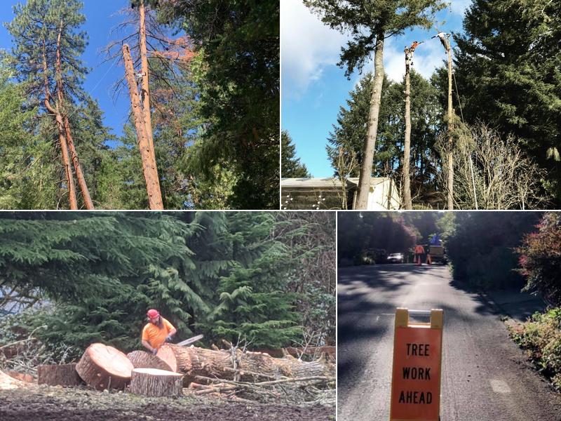 Sutherland Tree Specialist