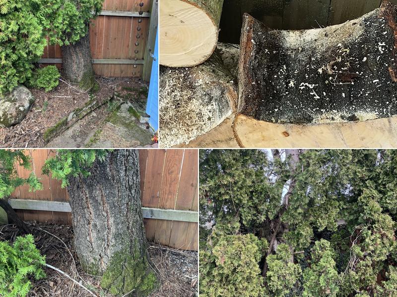 A to Z Tree Care and Services