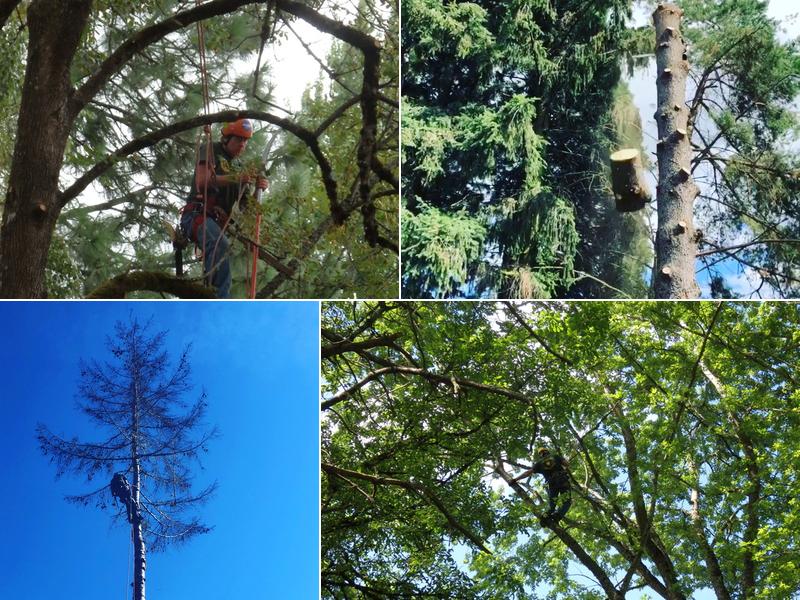 Fairweather Tree Experts