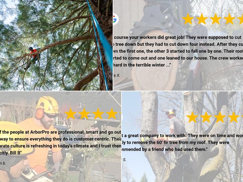 ArborPro Tree Experts