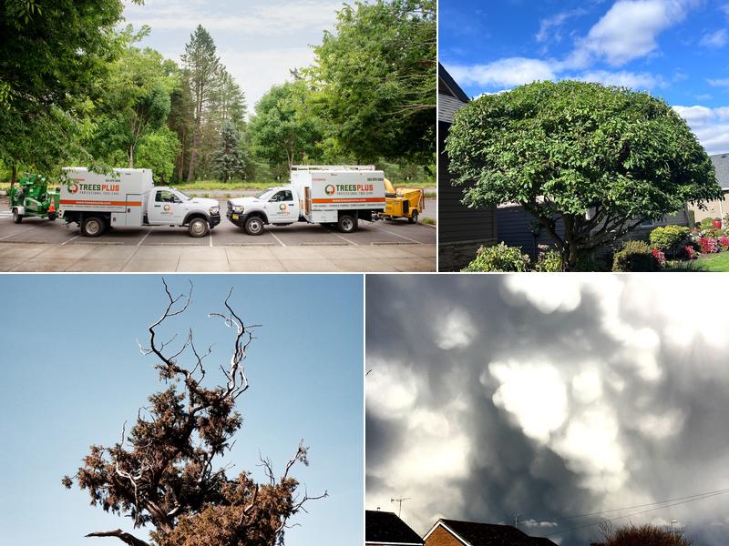 Trees Plus Northwest