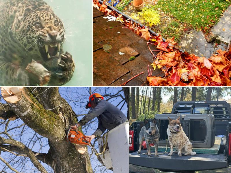 Gold Tooth Gorilla Tree Service