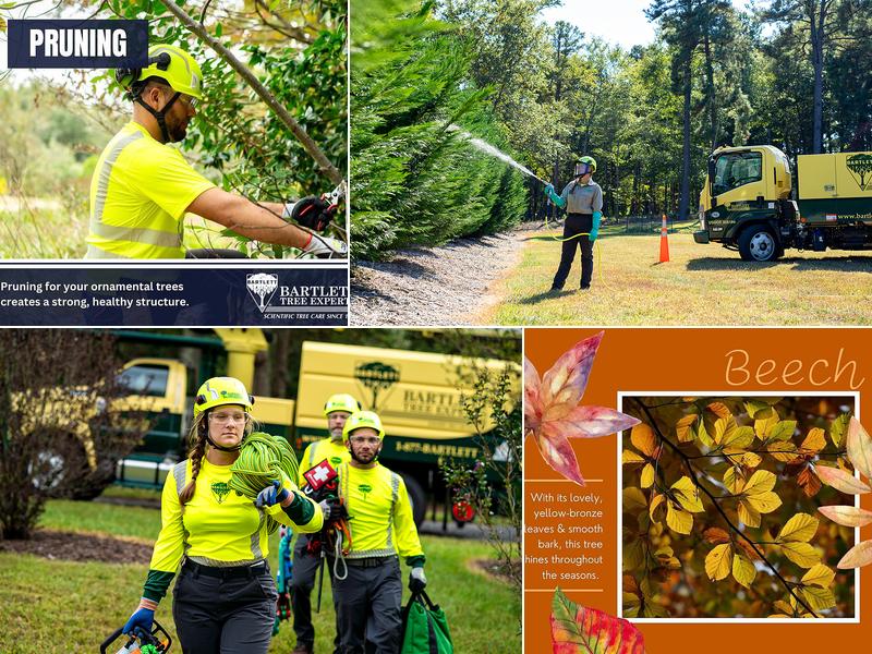 Bartlett Tree Experts