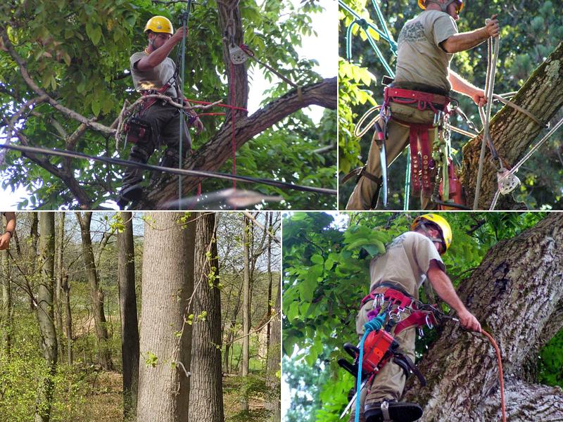 Wolf Tree Specialists Inc.