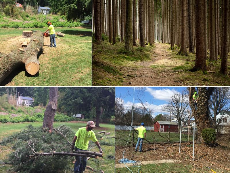 T&N Tree Naturalists