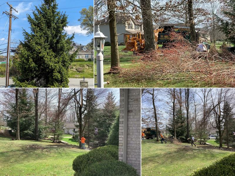 Falling Timbers Tree Services