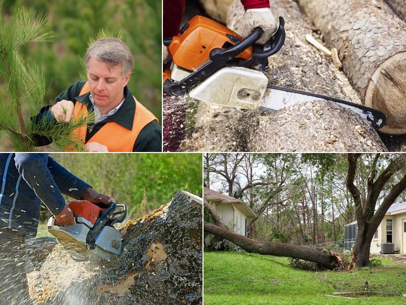 Pittsburgh Lumberjack Tree Service