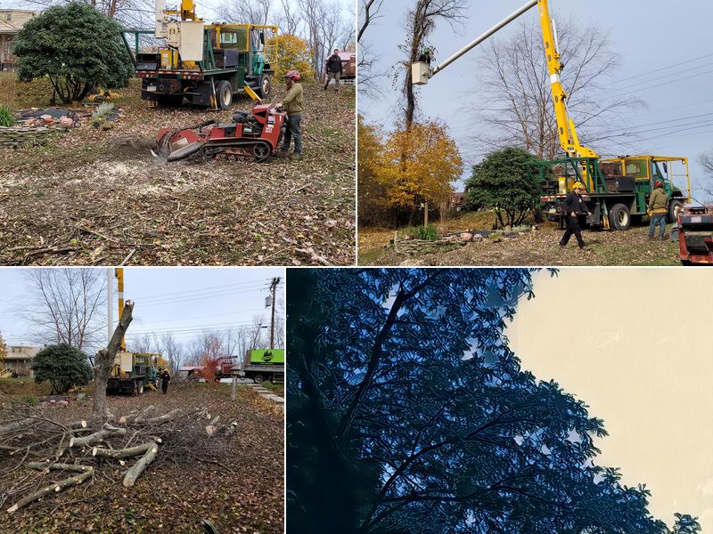 Climber Tree Service