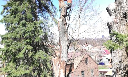 S&S Tree Service