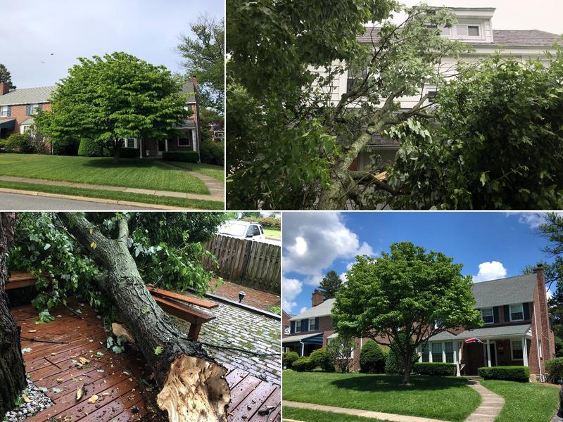 Peter's Tree Service