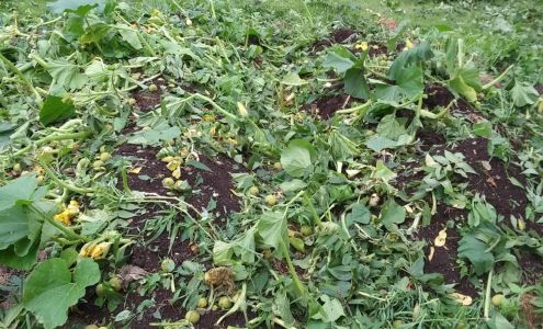 Melville Forestry Services Centre Hall