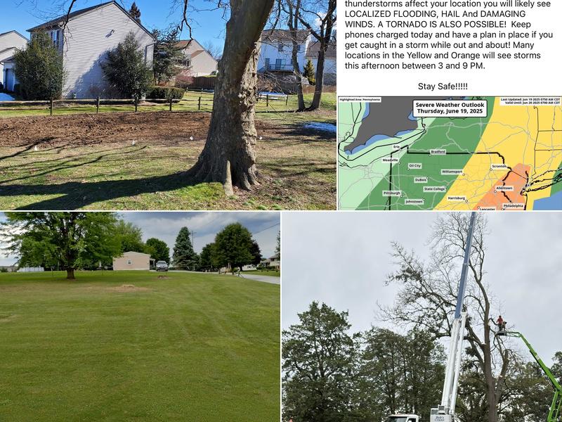 Specialty Tree Service