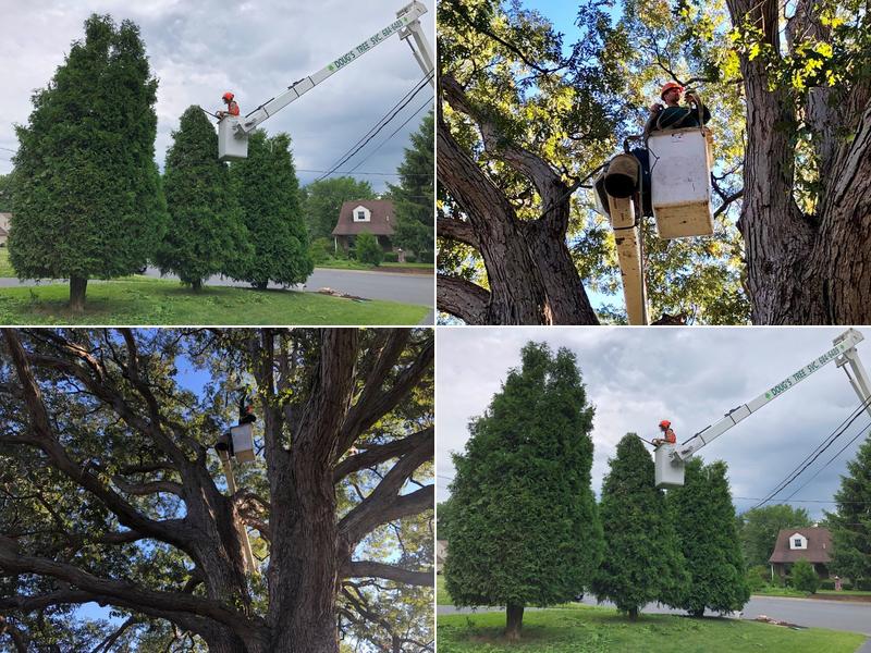 Doug's Tree Service