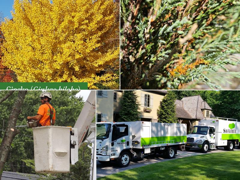 SavATree - Tree Service & Lawn Care