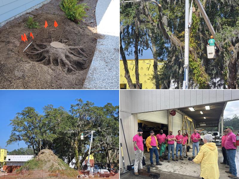Southern Tree Services