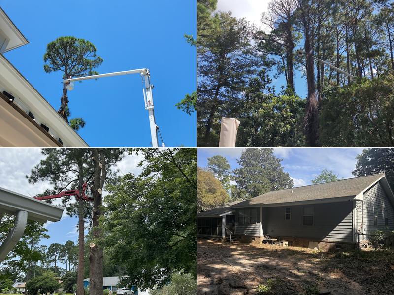 Action Tree Services