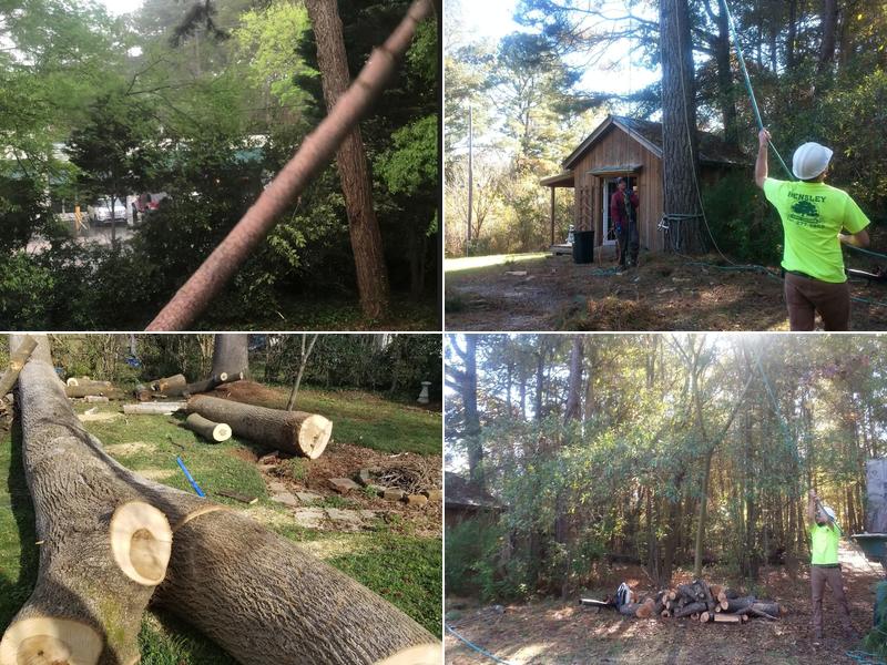 Hensley & Son's Tree Service