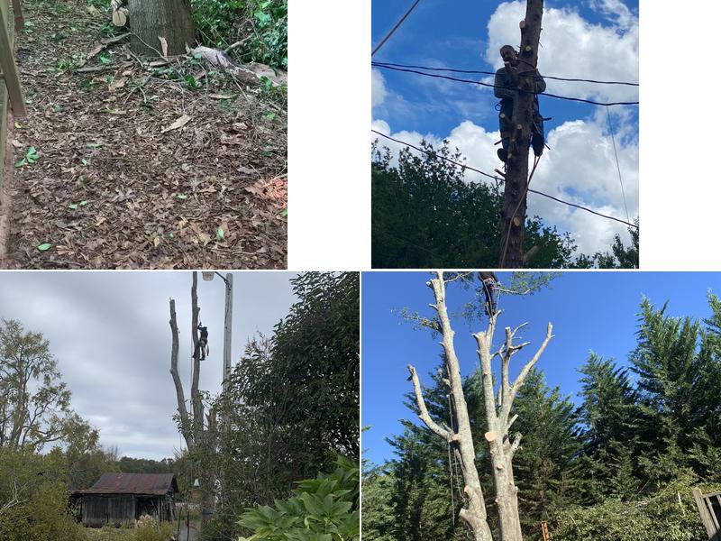 Climbing New Heights Tree Service, LLC