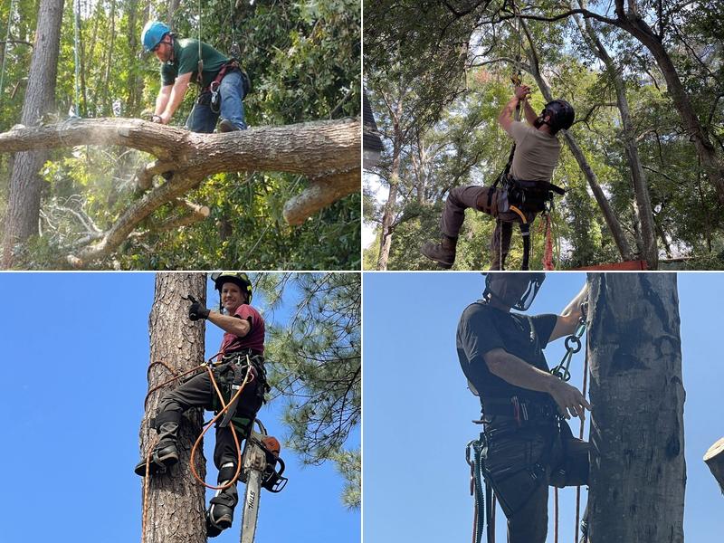 Arborscape Tree Preservation