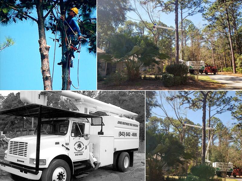 Jones Brothers Tree Surgeons