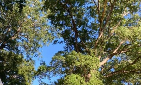 CM Tree Service 2316 Fruit Hill Rd, Ninety Six South Carolina 29666