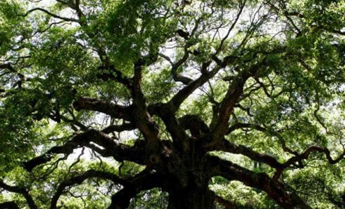 Cox Tree Service 3759 N Hwy 17, Awendaw South Carolina 29429