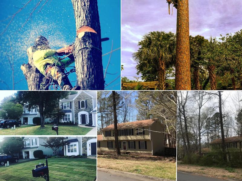 Tree Men Tree Service