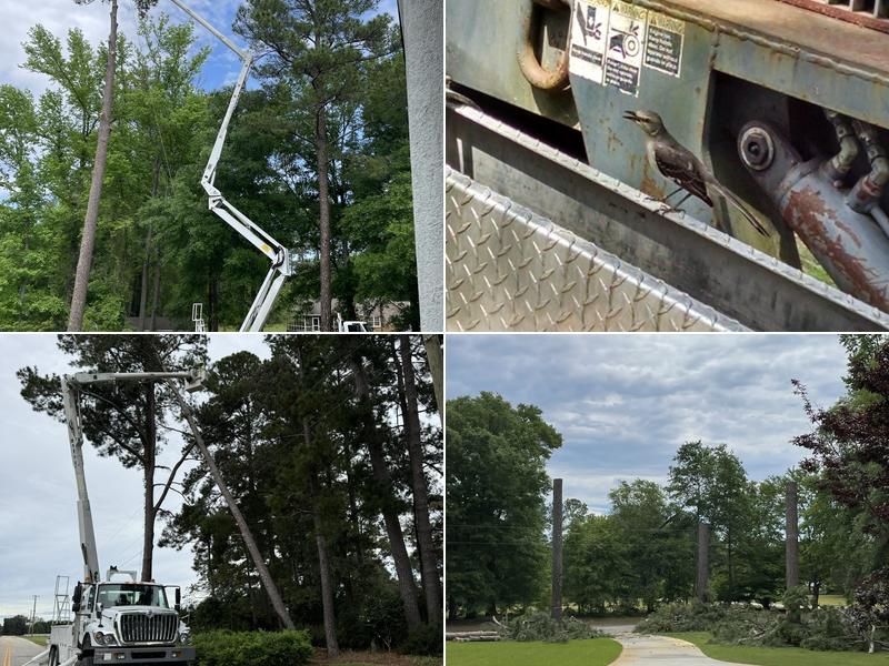 Brother's Tree Co Inc