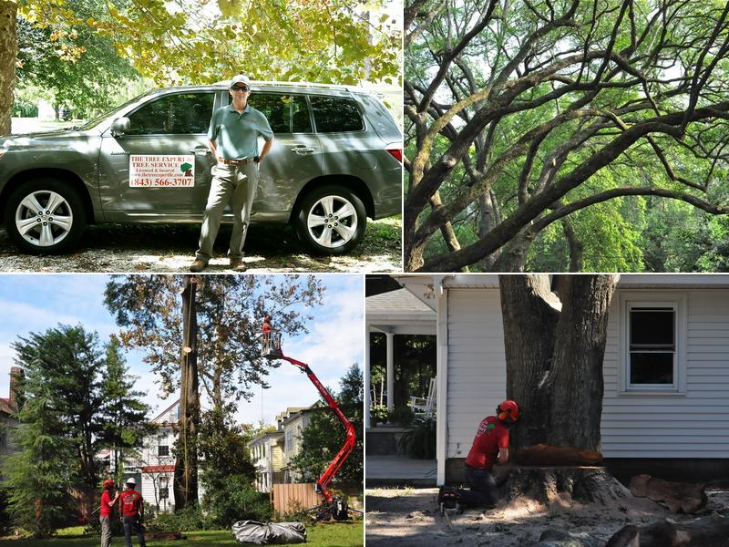 The Tree Expert, llc