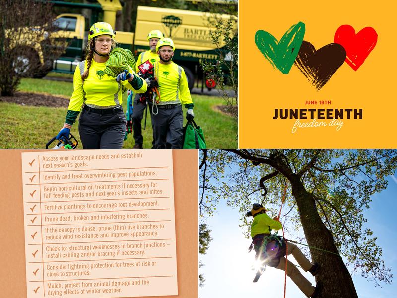 Bartlett Tree Experts