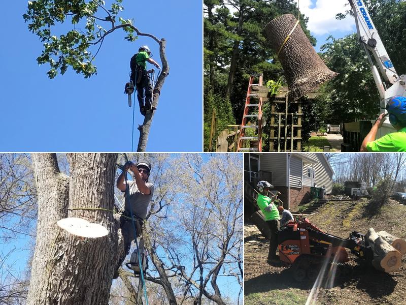 CLT Tree LLC