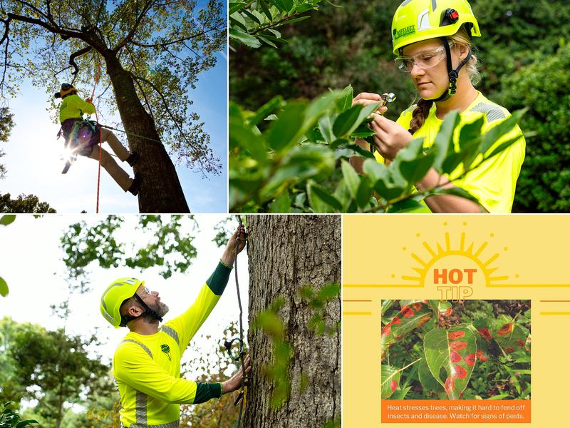 Bartlett Tree Experts