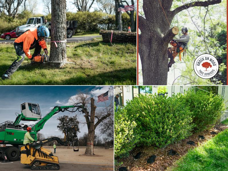 Knock on Wood Tree Services