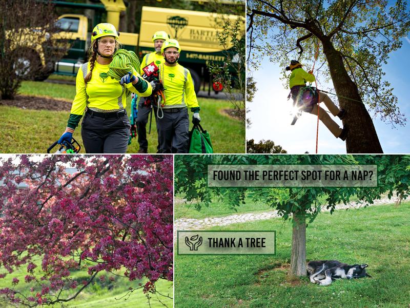 Bartlett Tree Experts