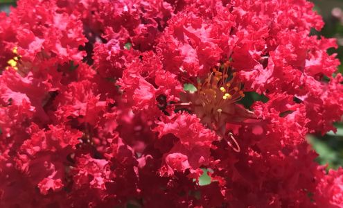 Texas Grown Tree Farm LLC 1164 FM 3119, Mexia Texas 76667