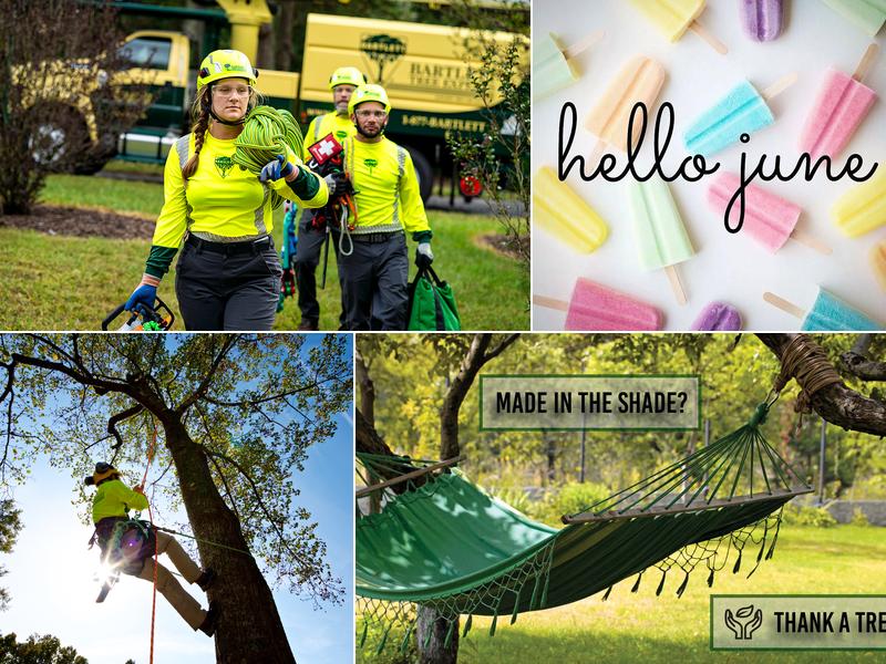 Bartlett Tree Experts