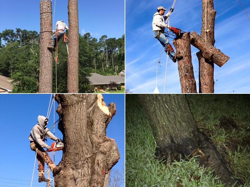 David's Tree Service