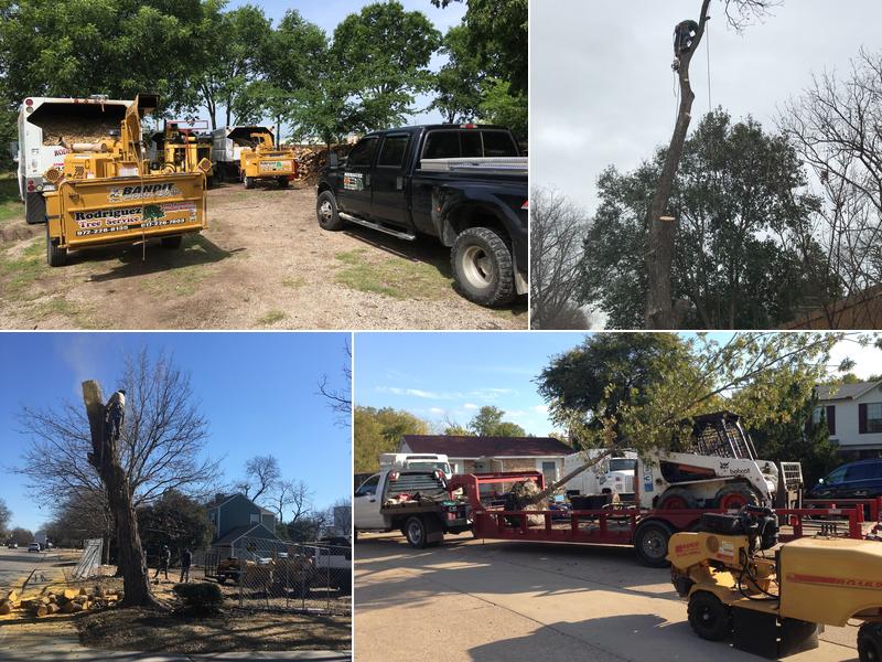 Rodriguez Tree Services