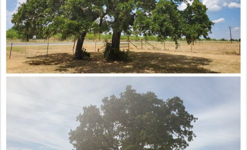 Best Tree Service Pros, LLC.