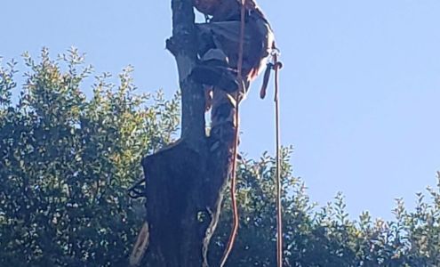 Your Sawlution Tree Service