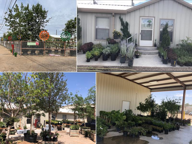 Advanced Tree Clinic