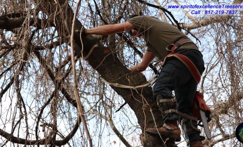 Spirit of Excellence Tree Services 7445 County Rd 1205, Rio Vista Texas 76093