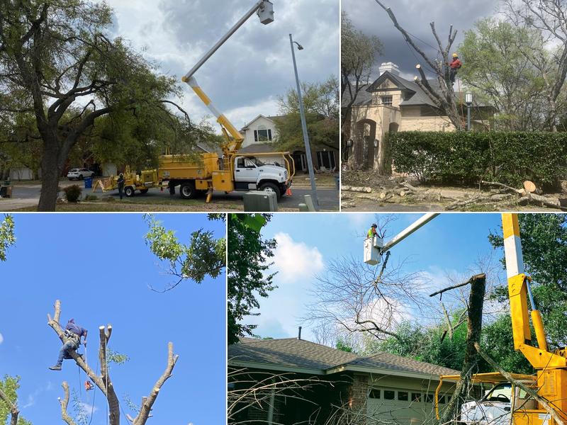 Rayward Williamson Jr Tree Service