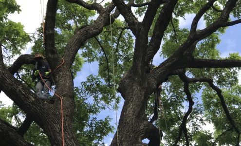 Arbor Care 133 Sunny Oaks Ct, Weatherford Texas 76087